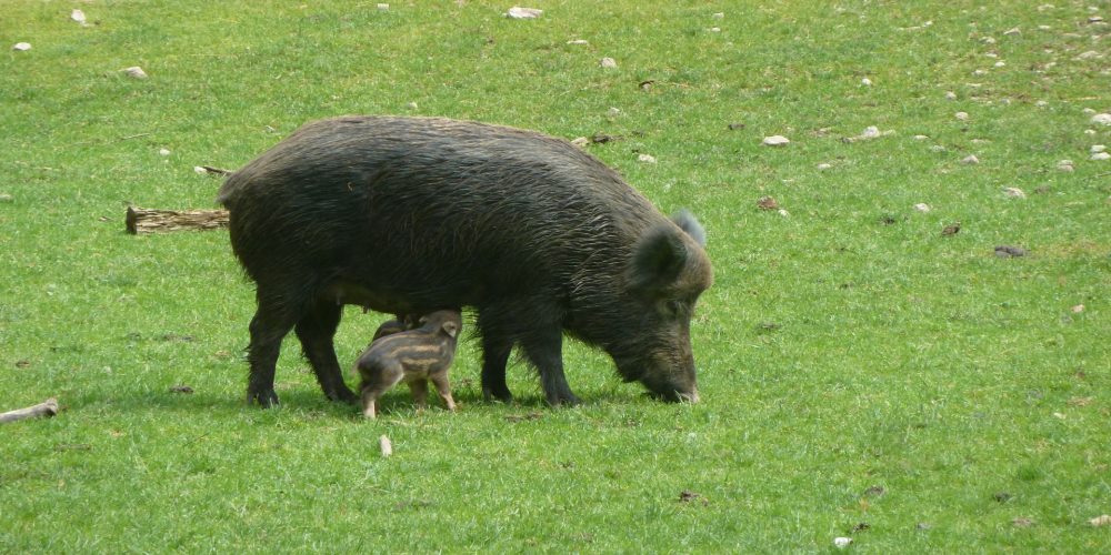 En 2019 la Xunta volverá a convocar las ayudas para daños del jabalí