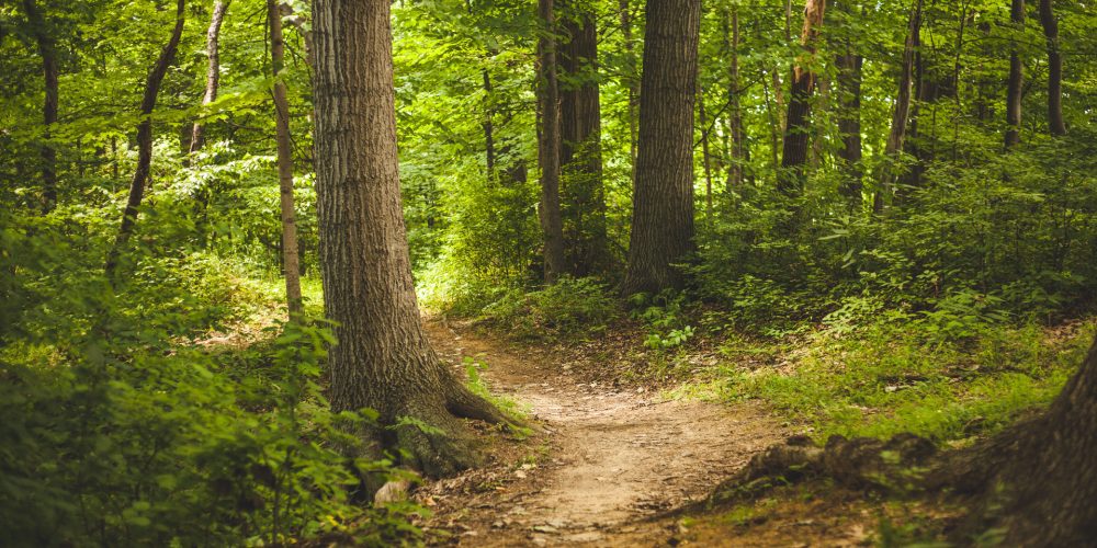 ¿En dónde está subiendo más el precio de la tierra agrícola y forestal?