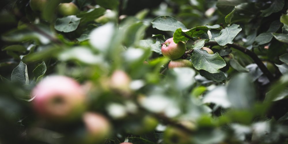 En las superficies de interés ecológico no se podrá utilizar herbicidas o fitosanitarios