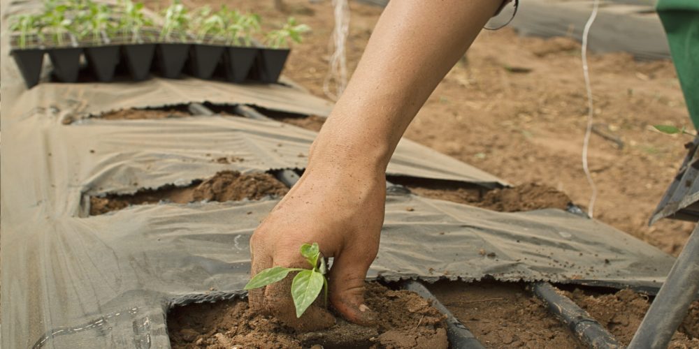 Hacienda cobró de más a la mitad de los nuevos agricultores