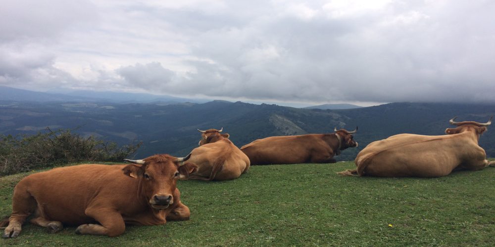 La Consellería de Medio Rural destina 750.000 euros para indemnizaciones por sacrificio obligatorio de animales