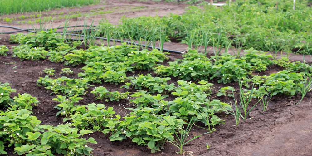 La Xunta aprobará ayudas para el sector de la huerta y pondrá en marcha un sello de calidad