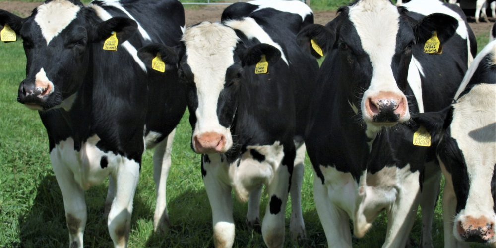 La historia de 90.000 vacas felices