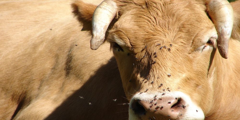 La importancia de controlar las moscas en ganaderías de vacuno de leche