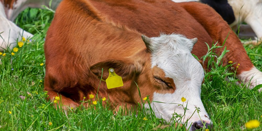 La iniciativa en la que los consumidores garantizan que el ganadero recibe 0,39 céntimos por litro de leche