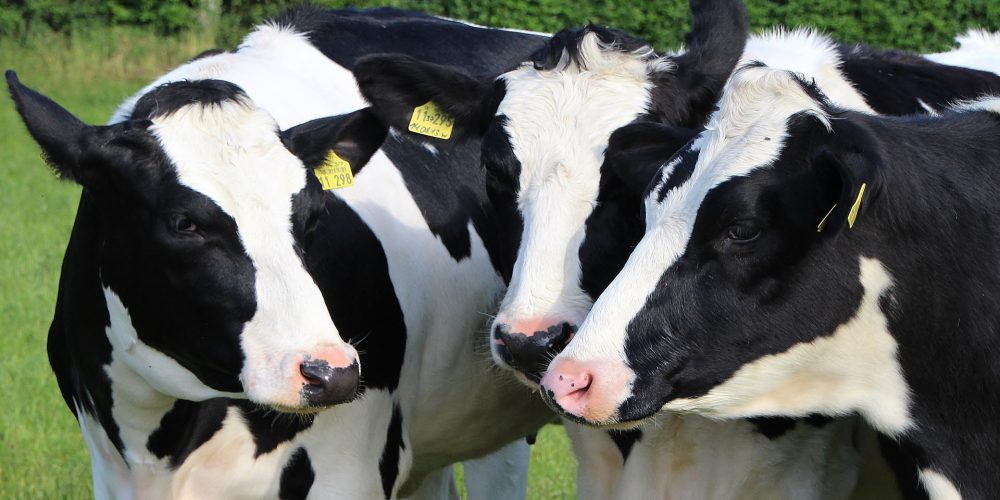 La marca que garantiza la mejor leche de Galicia
