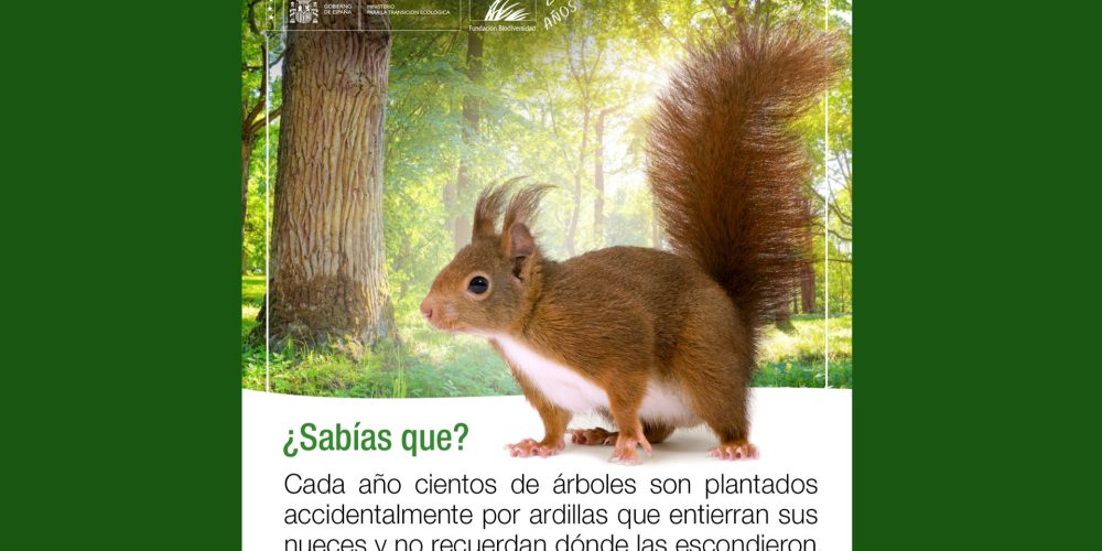 Las ardillas