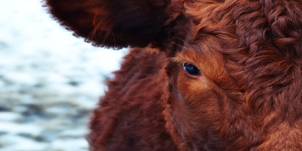 Las vacas no son tan tontas como parecen