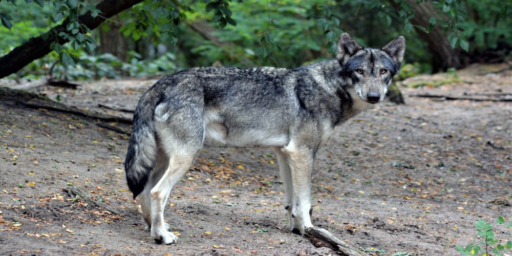 Los daños del lobo se duplicaron entre 2015 y el 2017
