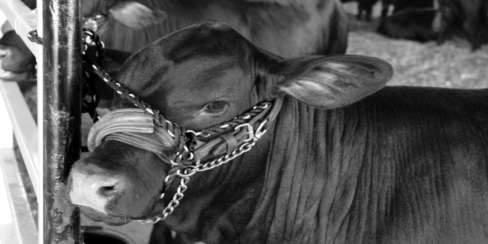 Mostra Exposición de Muimenta – MOEXMU 2018