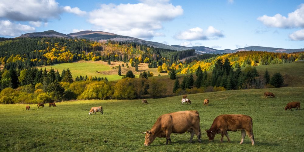Muuhlloa: cosmética de rubia gallega recién ordeñada