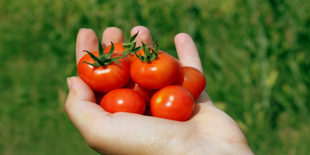 ¿Por qué el tomate ya no es lo que era?