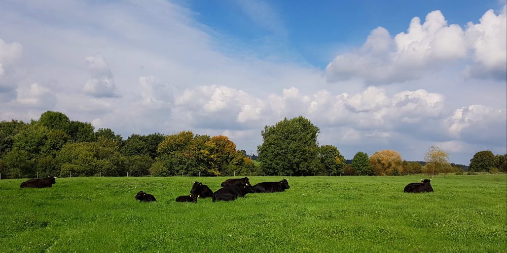¿Por qué en producción de vacuno de carne Irlanda es una potencia mundial?