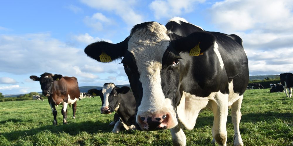 Si quieres que tus vacas den más leche, no te enfades con ellas