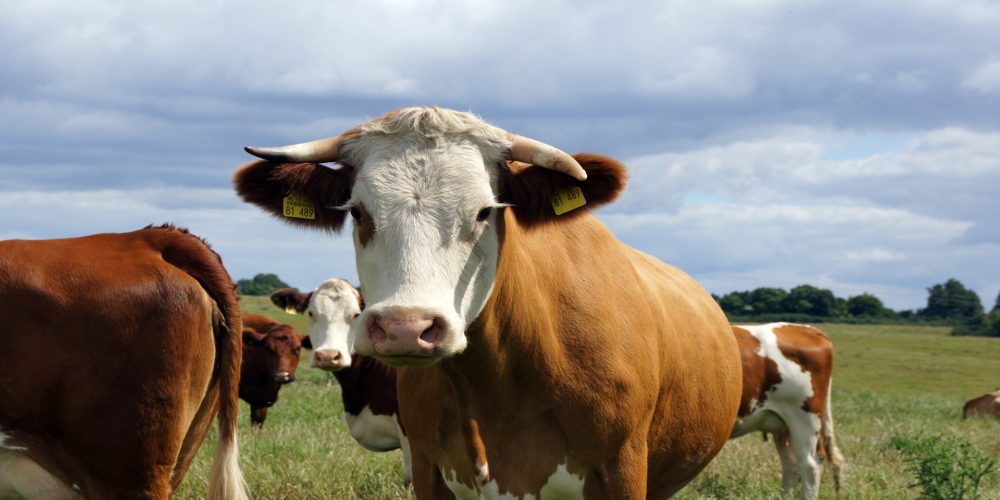 Unións Agrarias denuncia la persecución que sufren los productores que hicieron cesiones de derechos de la PAC