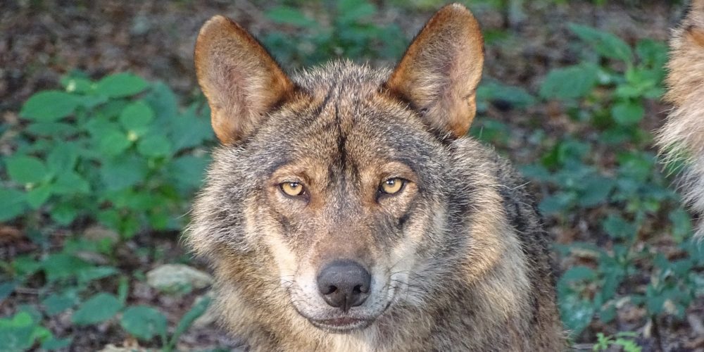 Abierto el plazo de las ayudas para paliar los daños producidos por el lobo en las ganaderías