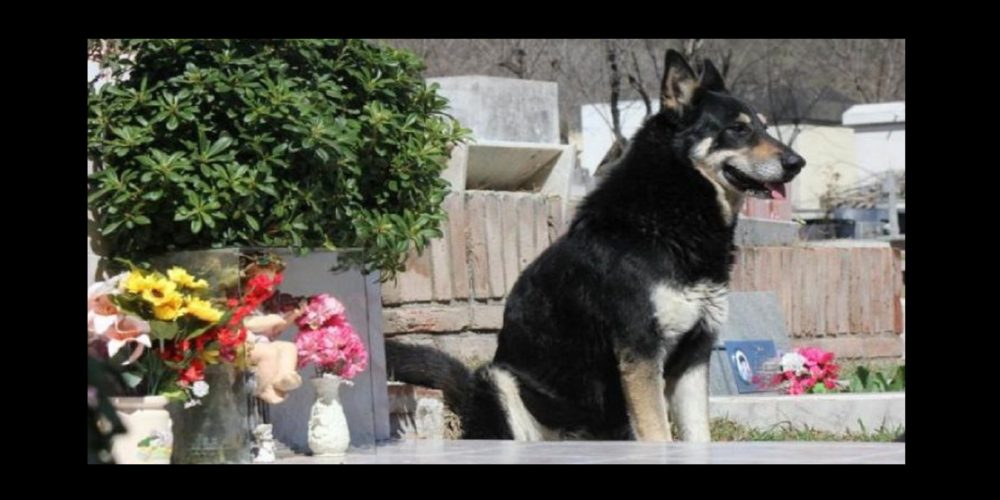 Al fin “Capitán” descansa con su amo
