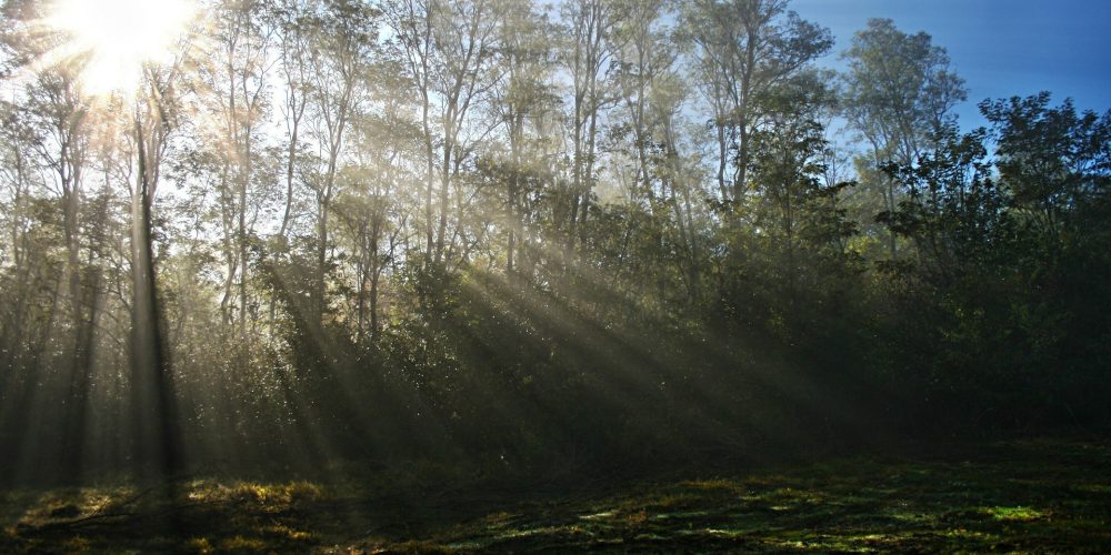 Aprobados los cambios en la política de prevención de incendios y gestión forestal en Galicia