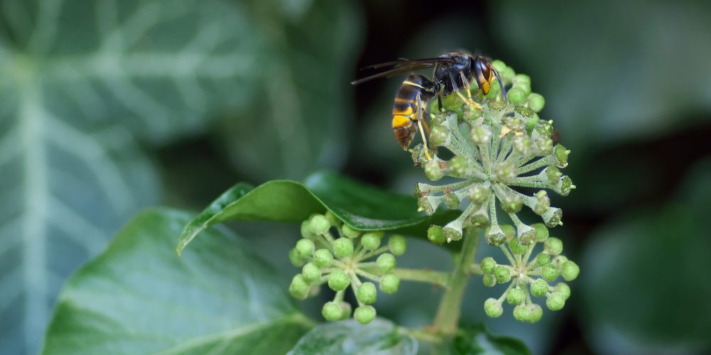 Charlas sobre las avispas velutinas en varias parroquias de Lalín