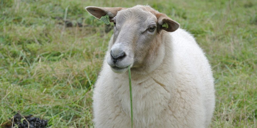 ¿Cómo actuar cuando un lobo ataca el ganado?