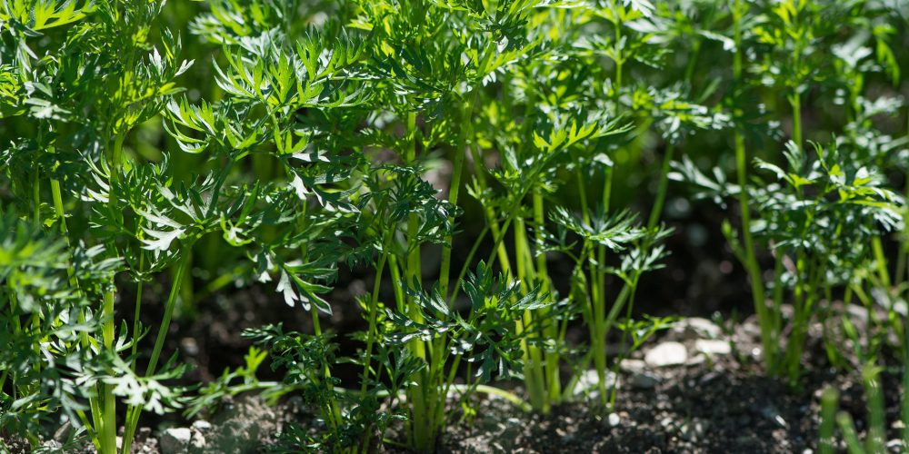 ¿Cómo trabajar la huerta en septiembre?