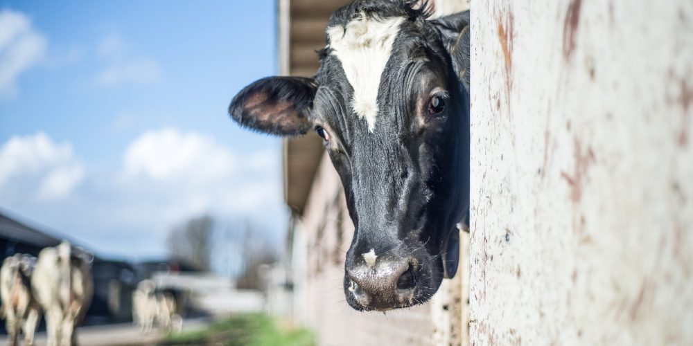 Consejos para mejorar la alimentación del vacuno de leche