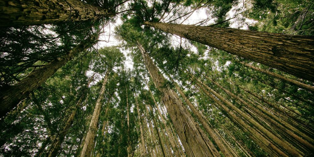 Convocado el I Premio al Proyecto Innovador Forestal