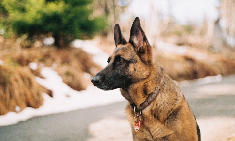 convocatoria para la obtención del titulo de adiestramiento de perros de guardia y defensa