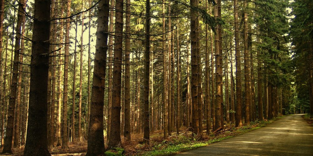 Criterios de la Xunta para la protección contra incendios