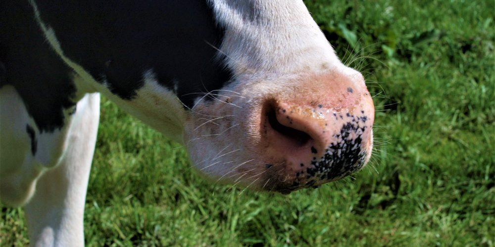 Cuatro claves para mover a las vacas de forma efectiva y segura