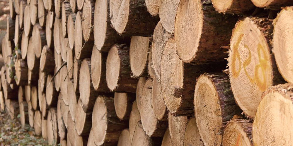 Cursos sobre certificación forestal organizados por la AFG