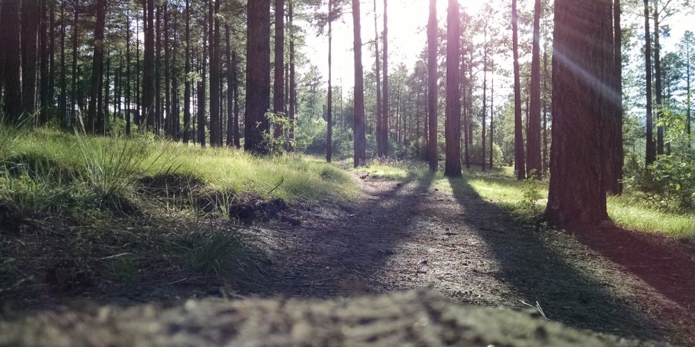 El decálogo básico para la prevención de incendios forestales