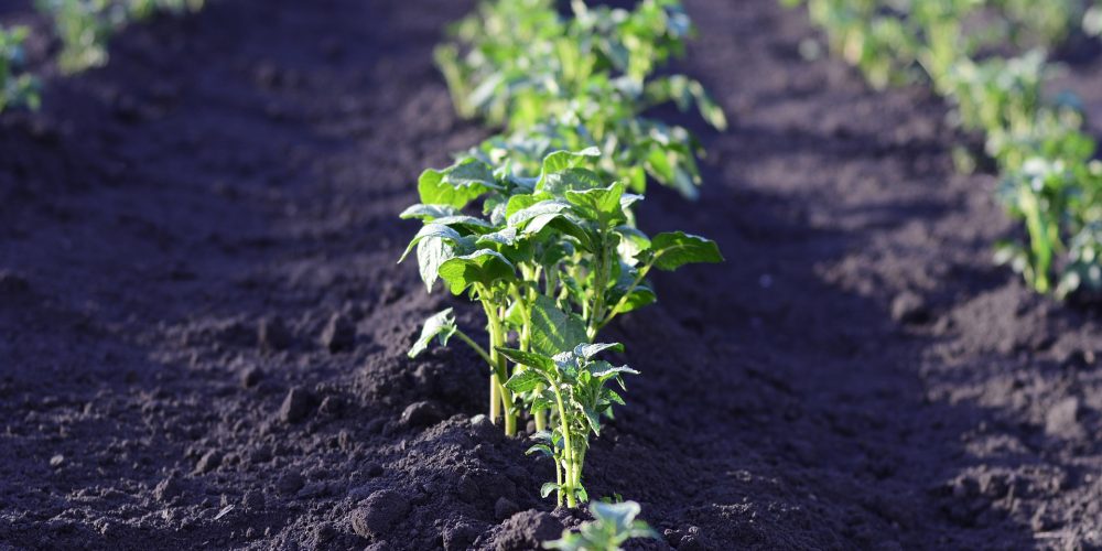 Definición y principios de la agroecología
