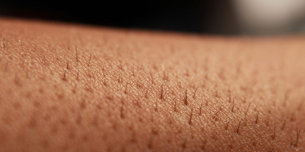 Desarrollado un método para producir piel con pelo