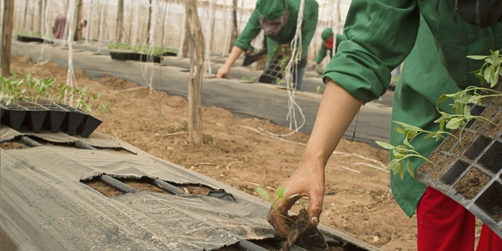 Detalles sobre el «Paquete Joven» para jóvenes agricultores y mujeres