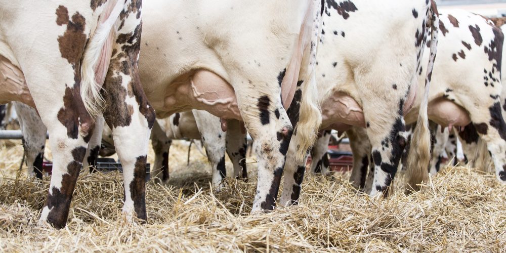 El sector agroganadero gallego se reúne este fin de semana en Cospeito con motivo de la Moexmu