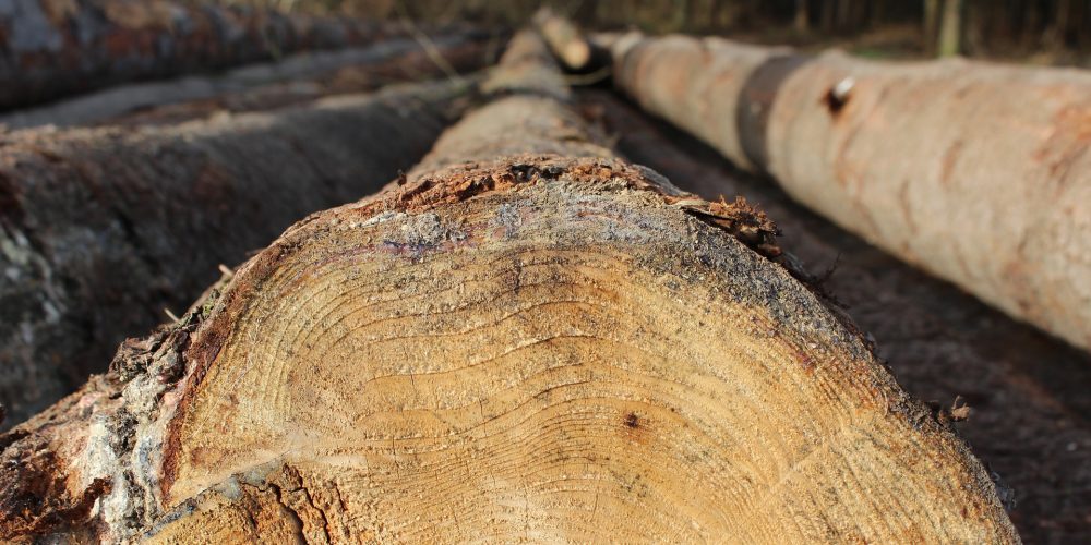El sector forestal se da cita en Galiforest que se celebra del 28 al 30 de junio