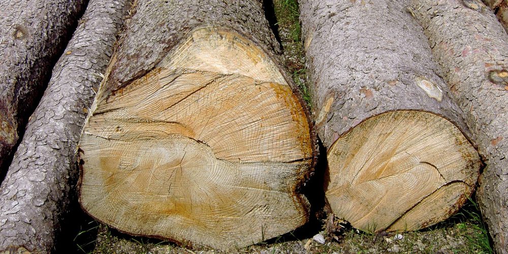 El tiempo máximo para lograr un permiso de corta será de dos meses