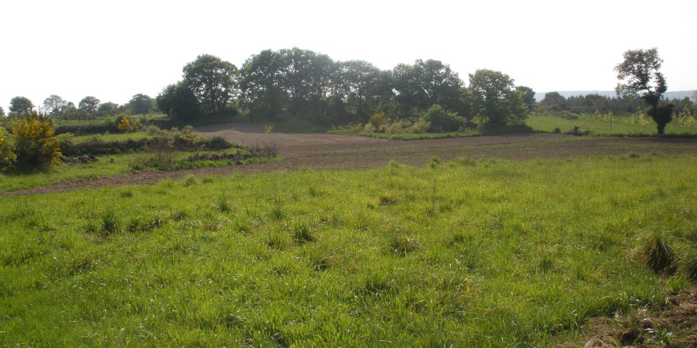 Forestación de tierras agrarias: objetivo del 14% de granjas gallegas que dejan la actividad