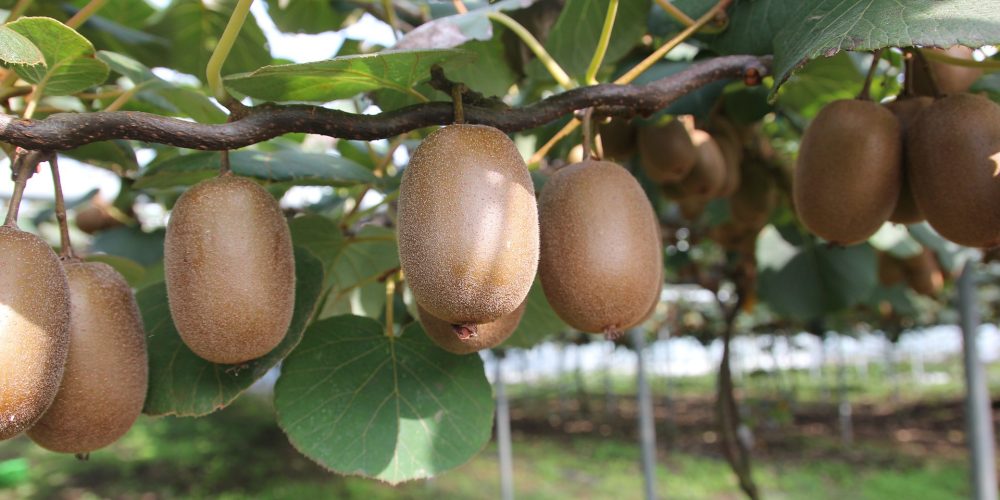 Galicia es la principal productora de kiwi de España
