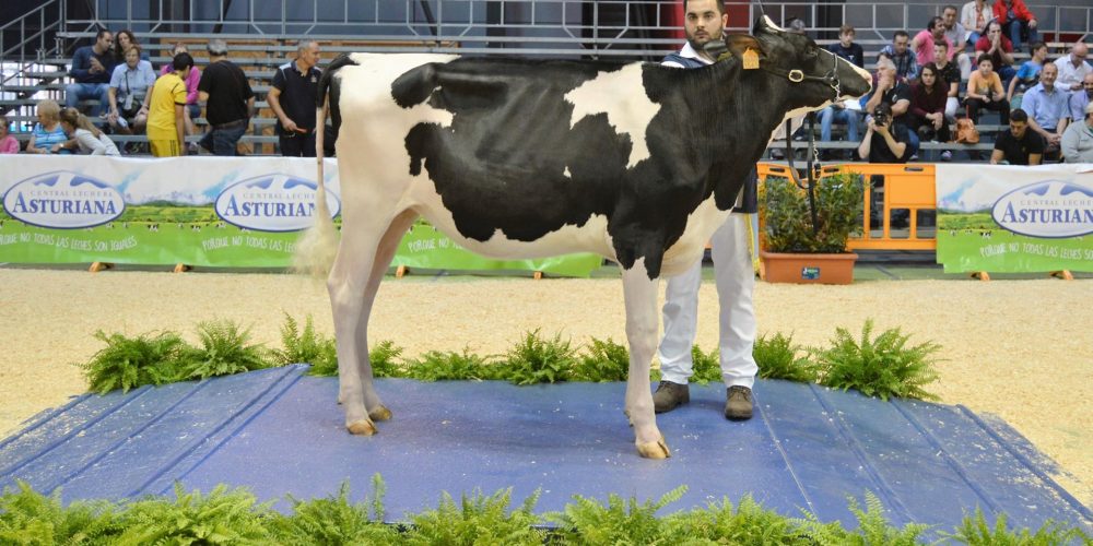Ganadería Carballeiras Madriñán, gran campeona de Feiradeza 2017