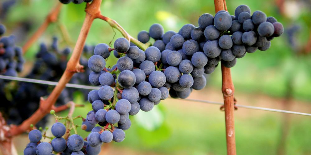 Grandes beneficios de la vinoterapia para la piel y el bienestar