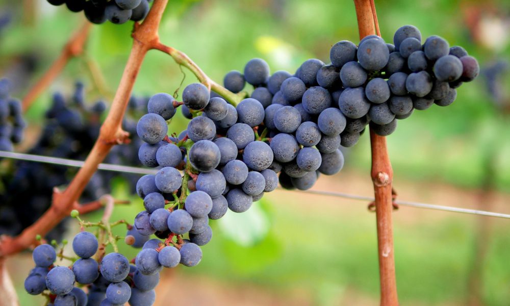 grandes-beneficios-de-la-vinoterapia-para-el-bienestar-1920