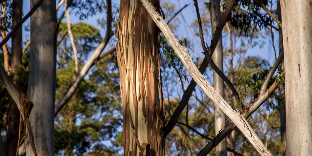 La Asociación Forestal de Galicia alerta sobre la pérdida de rentabilidad del monte