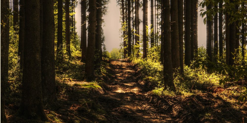 La importancia de la reforestación