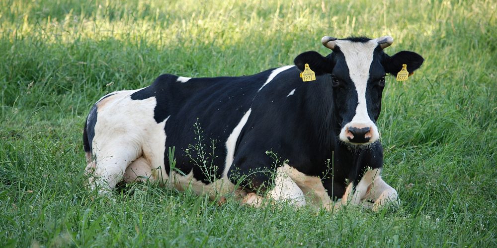 La importancia del descanso en las vacas