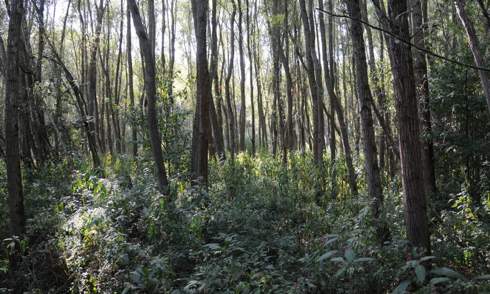 la ley permite recurrir a parados para la limpieza de montes