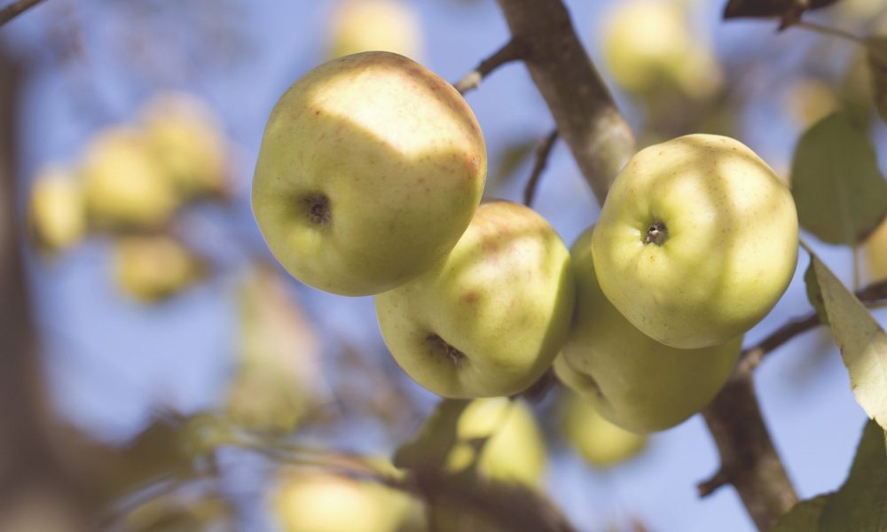 la maduración de los frutos climatéricos o no climatéricos