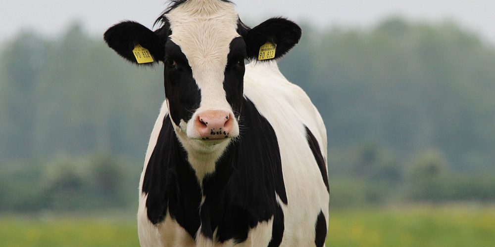 La raza frisona será protagonista en Cimag-GandAgro 2019