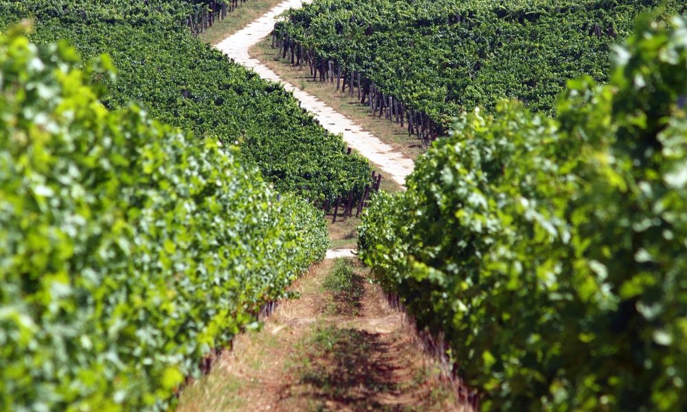 la-siniestralidad-agricola-eleva-las-indemnizaciones-a-470-millones-de-euros-1920